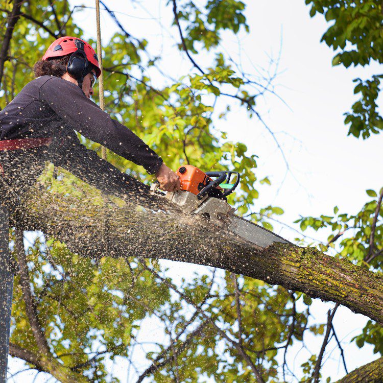 Tree Services in Williamsburg, VA