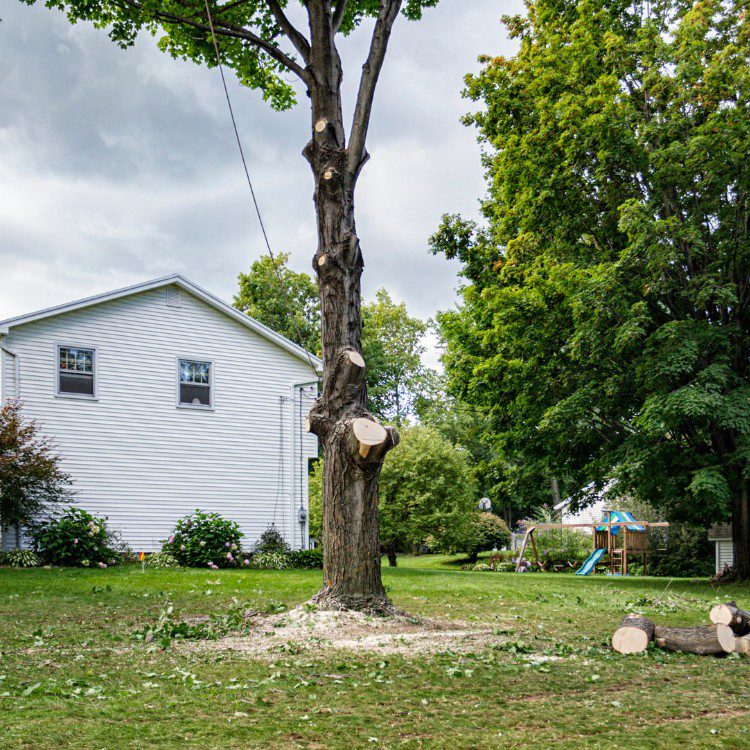 Tree Services in Williamsburg, VA