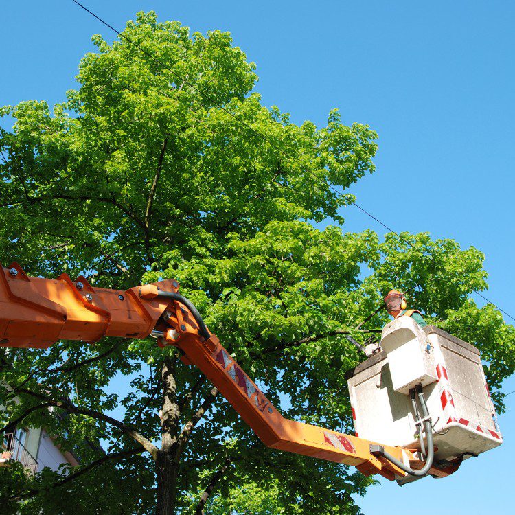 Tree Services in Williamsburg, VA