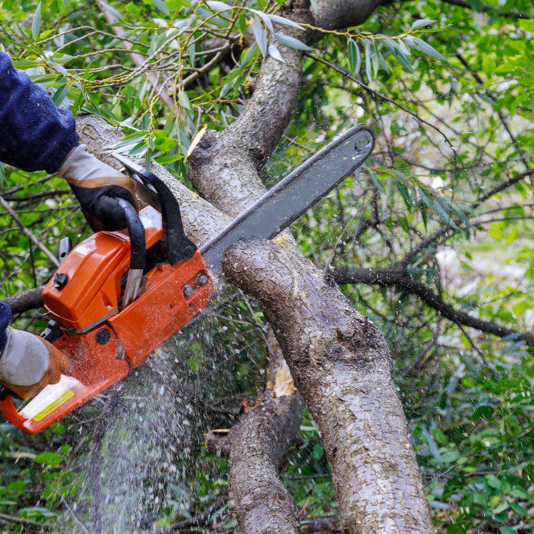 Tree Services in Williamsburg, VA