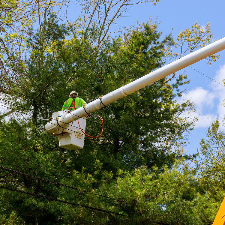 Tree Services in Williamsburg, VA