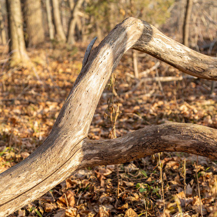 Tree Services in Williamsburg, VA