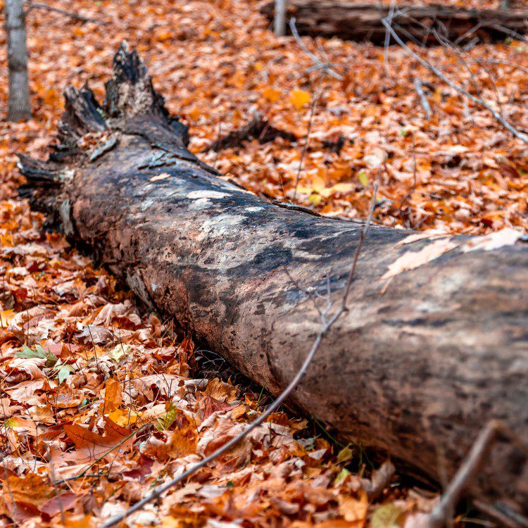 Tree Services in Williamsburg, VA