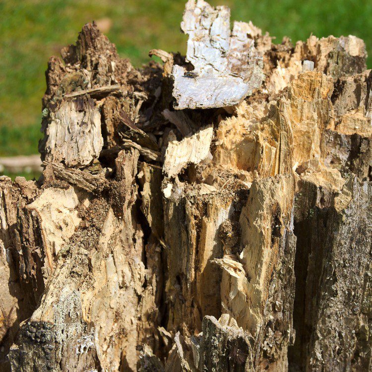 Tree Services in Williamsburg, VA