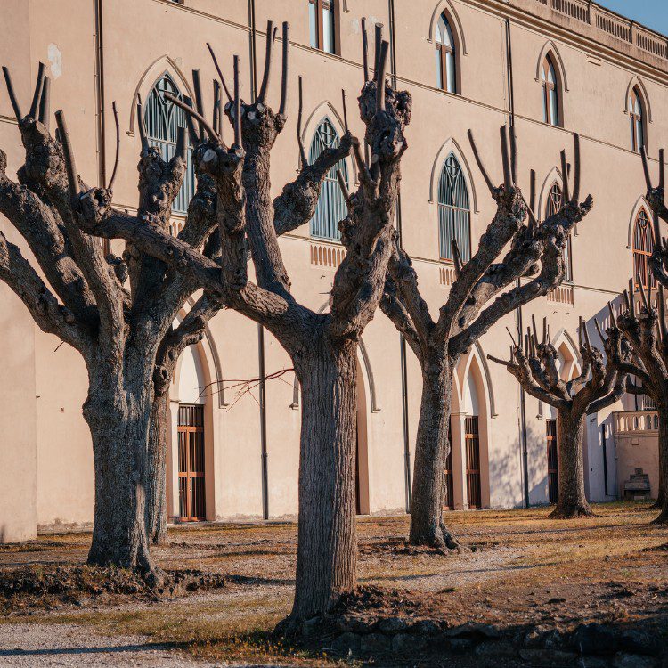 Tree Services in Williamsburg, VA