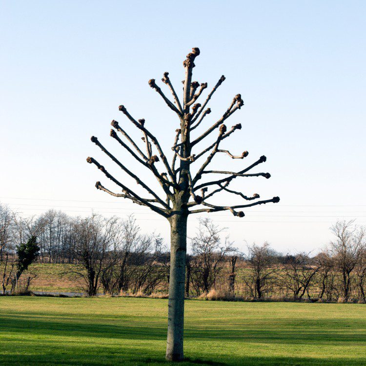 Tree Services in Williamsburg, VA