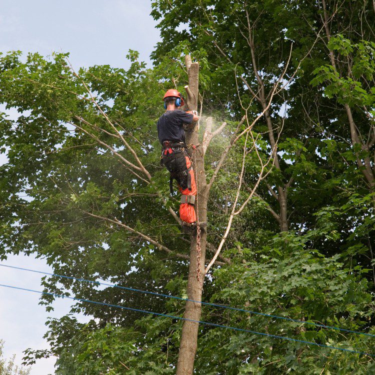 Tree Services in Williamsburg, VA
