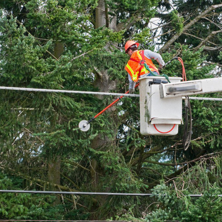 Tree Services in Williamsburg, VA