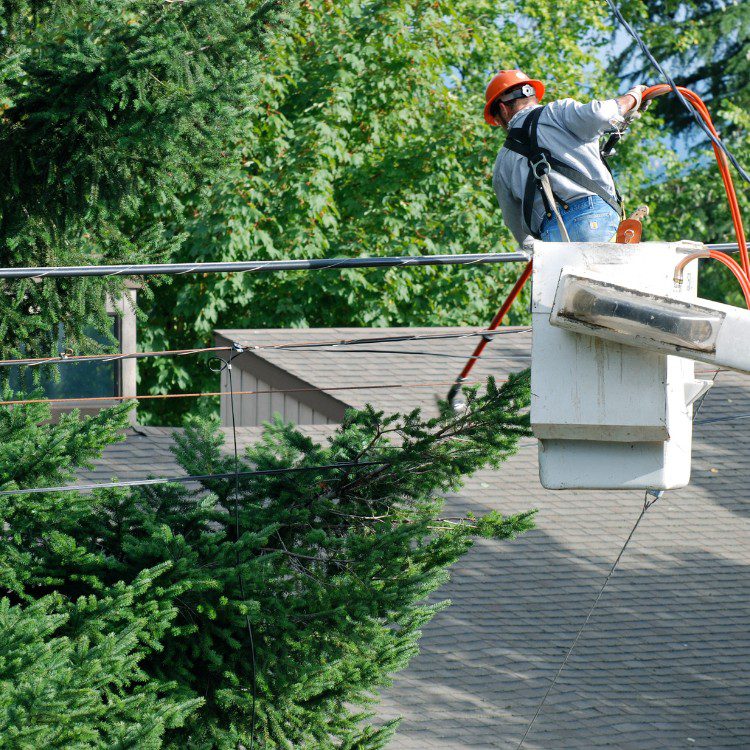 Tree Services in Williamsburg, VA