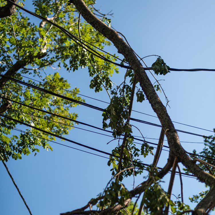 Tree Services in Williamsburg, VA