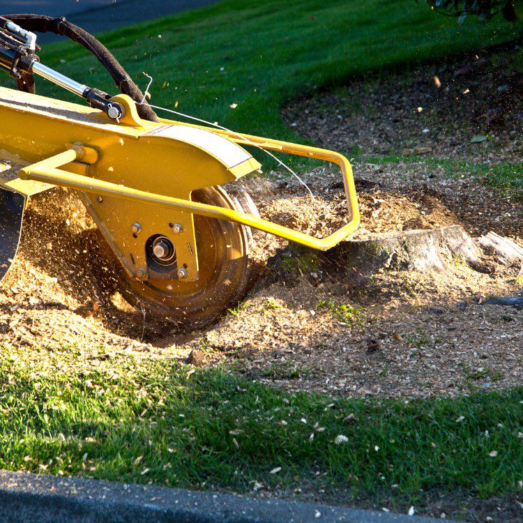 Tree Services in Williamsburg, VA