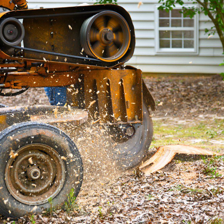 Tree Services in Williamsburg, VA