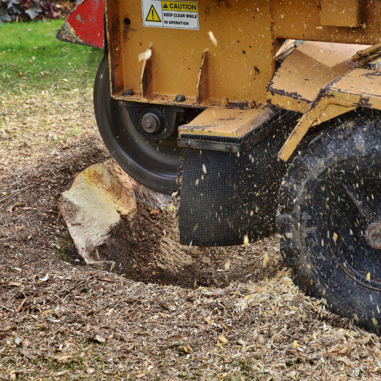 Tree Services in Williamsburg, VA