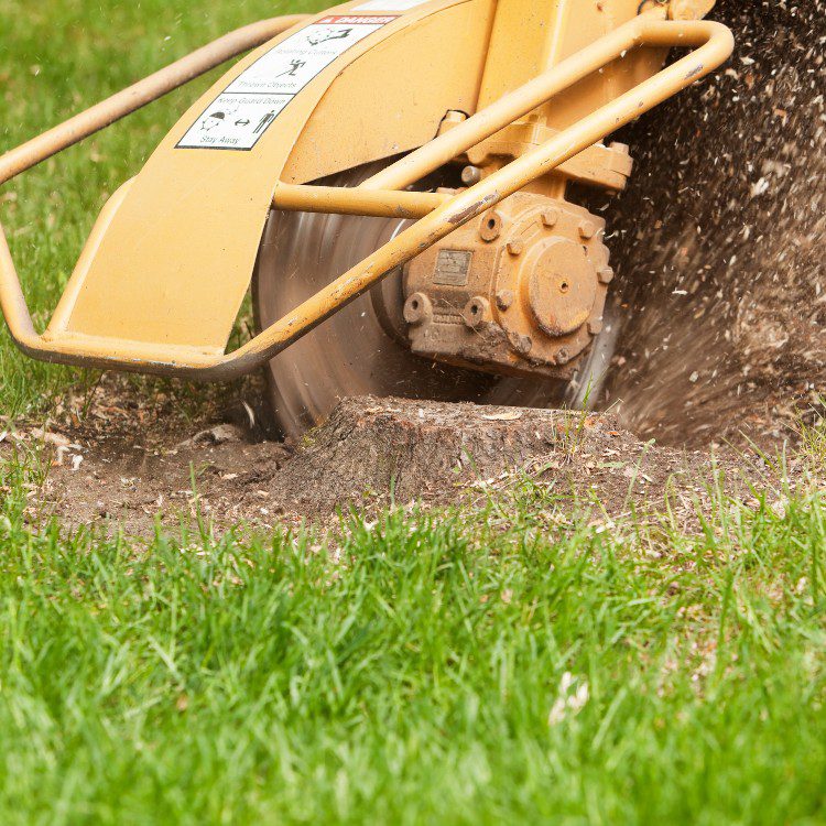 Tree Services in Williamsburg, VA