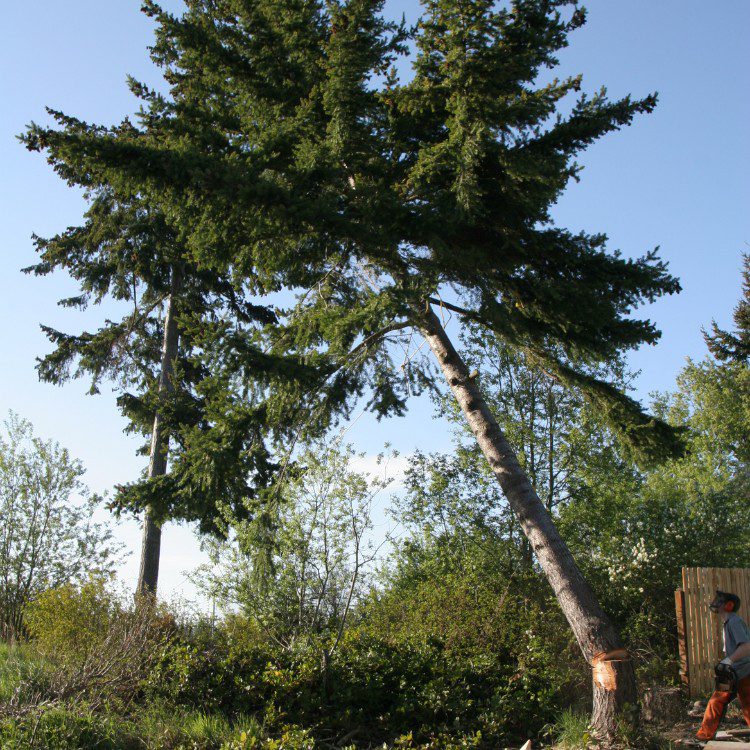 Tree Services in Williamsburg, VA