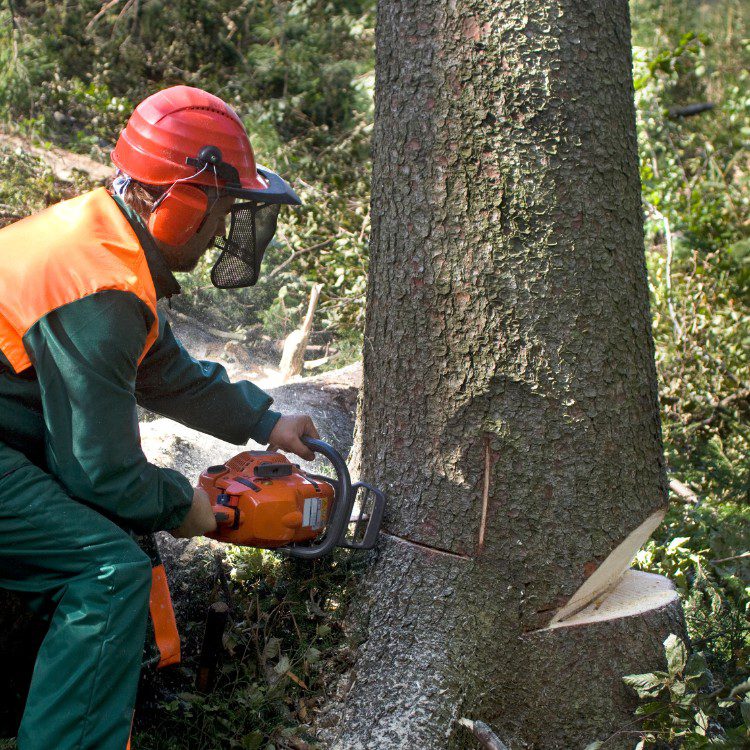 Tree Services in Williamsburg, VA