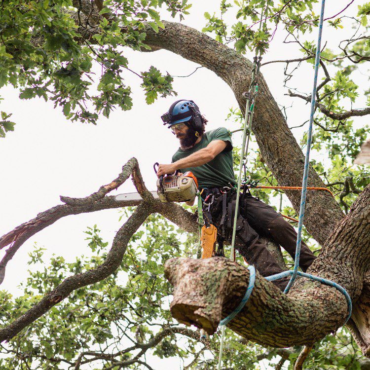 Tree Services in Williamsburg, VA